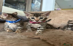 Bengal cats for sale: ❤️ Gorgeous Pure Bengal Kittens Available ❤️ - Image 27