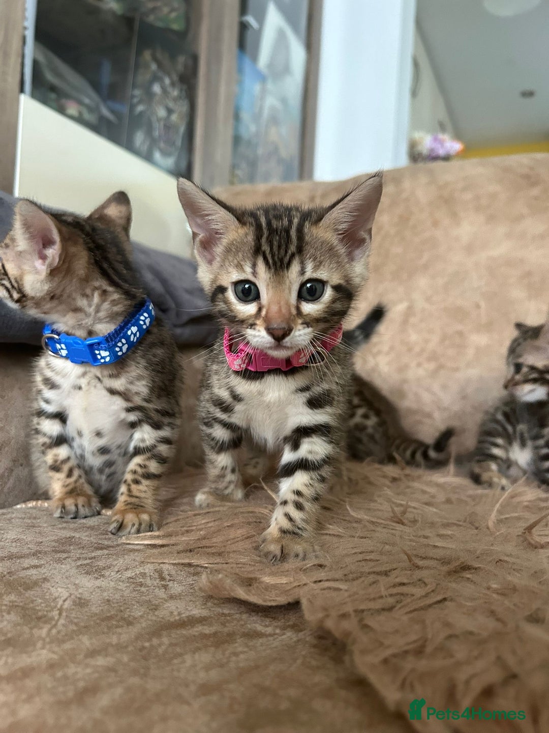 Bengal cats for sale: ❤️ Gorgeous Pure Bengal Kittens Available ❤️ - Image 27