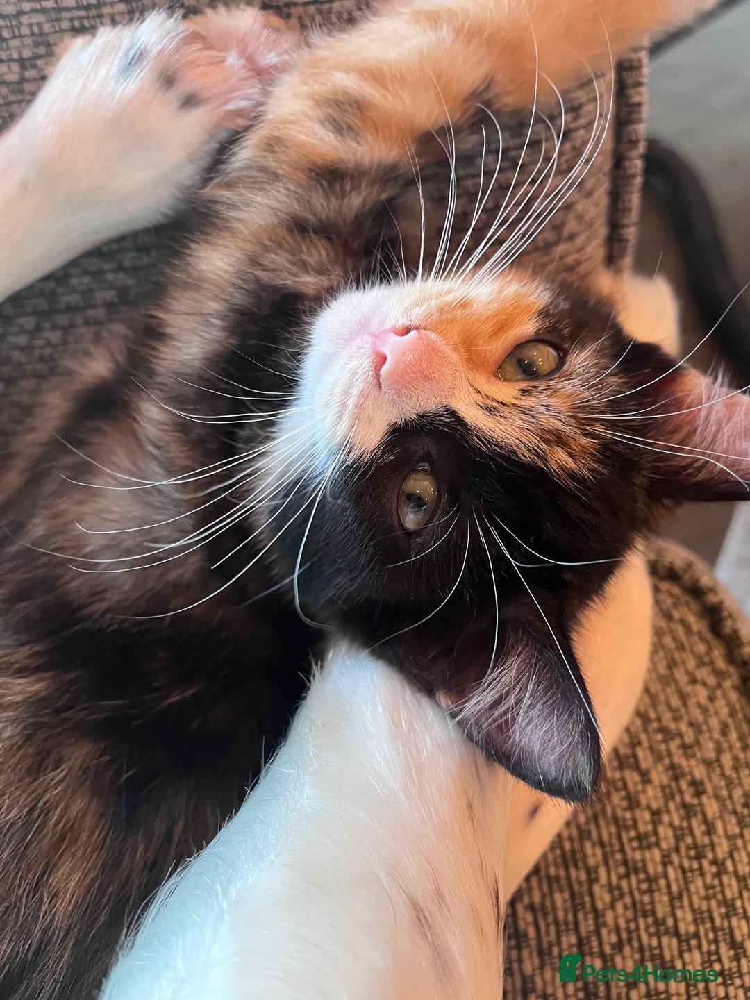 Mixed Breed cats for sale: Calico female  - Image 4