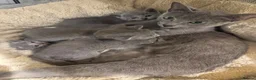 Russian Blue cats for sale: Pure Russian Blue Kittens - Advert 4