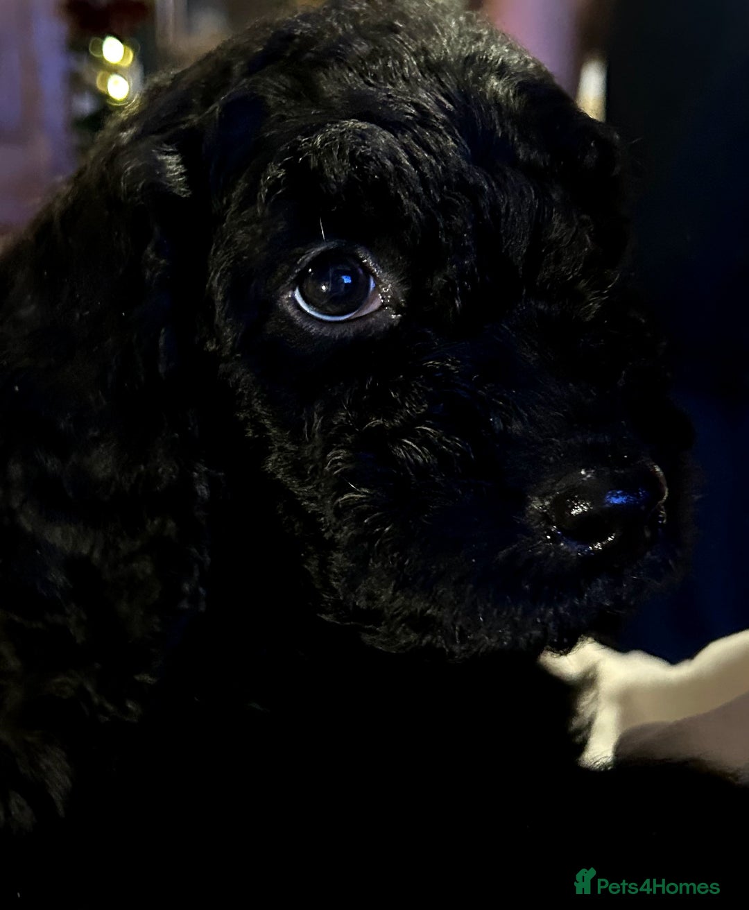 Labradoodle dogs for sale: stunning F2 labradoodle puppies... Available now - Advert 35