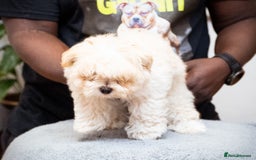 Mixed Breed dogs for sale: Fluffy Bichon Puppies – Friendly & Family Raised - Image 5