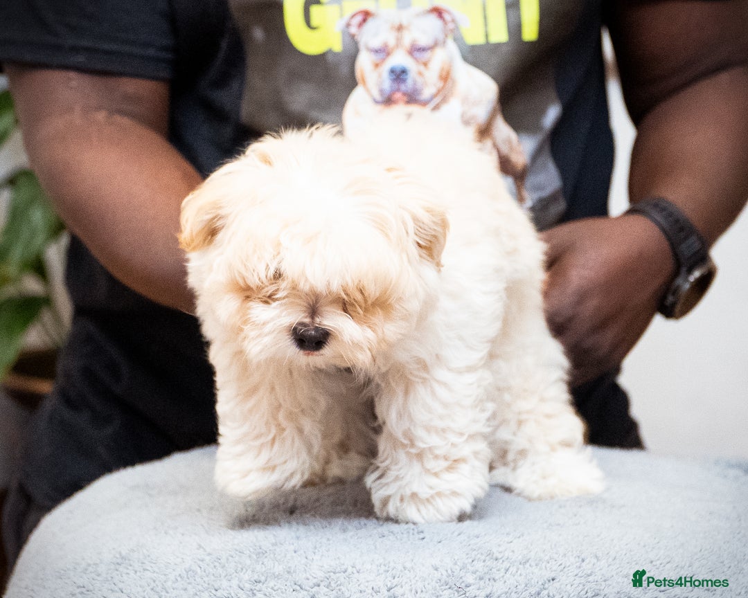 Mixed Breed dogs for sale: Fluffy Bichon Puppies – Friendly & Family Raised - Image 5