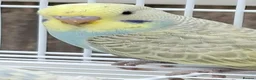 Budgerigars birds for sale: Budgies for sale Birmingham  - Advert 25