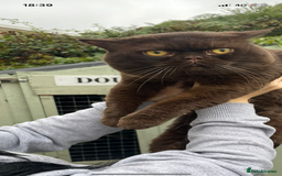 British Shorthair cats for stud: BRITISH SHORT HAIR STUD  - Image 3