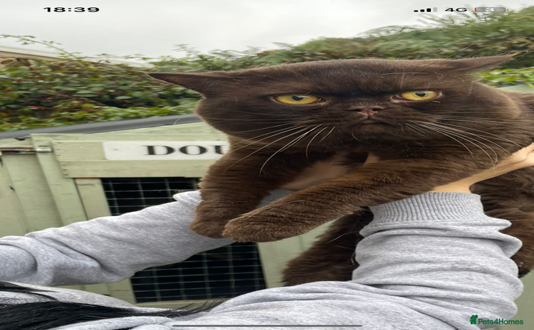 British Shorthair cats - Advert 2