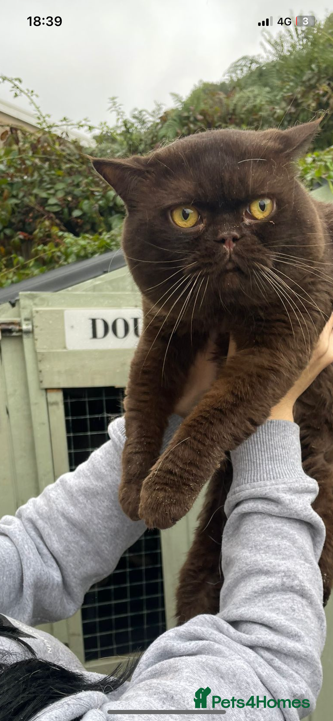British Shorthair cats for stud: BRITISH SHORT HAIR STUD  - Image 3