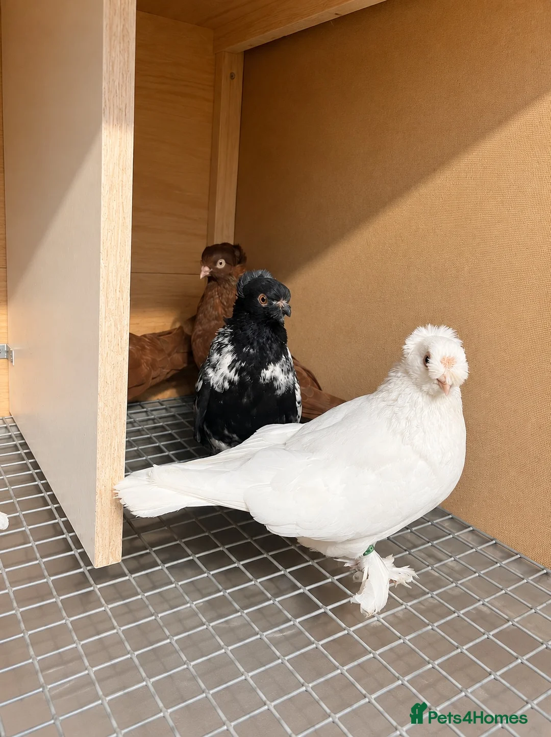 Pigeons birds for sale: Fancy pigeon  - Advert 2