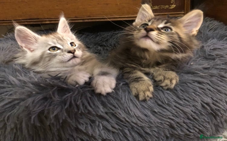 Maine Coon cats - Advert 9