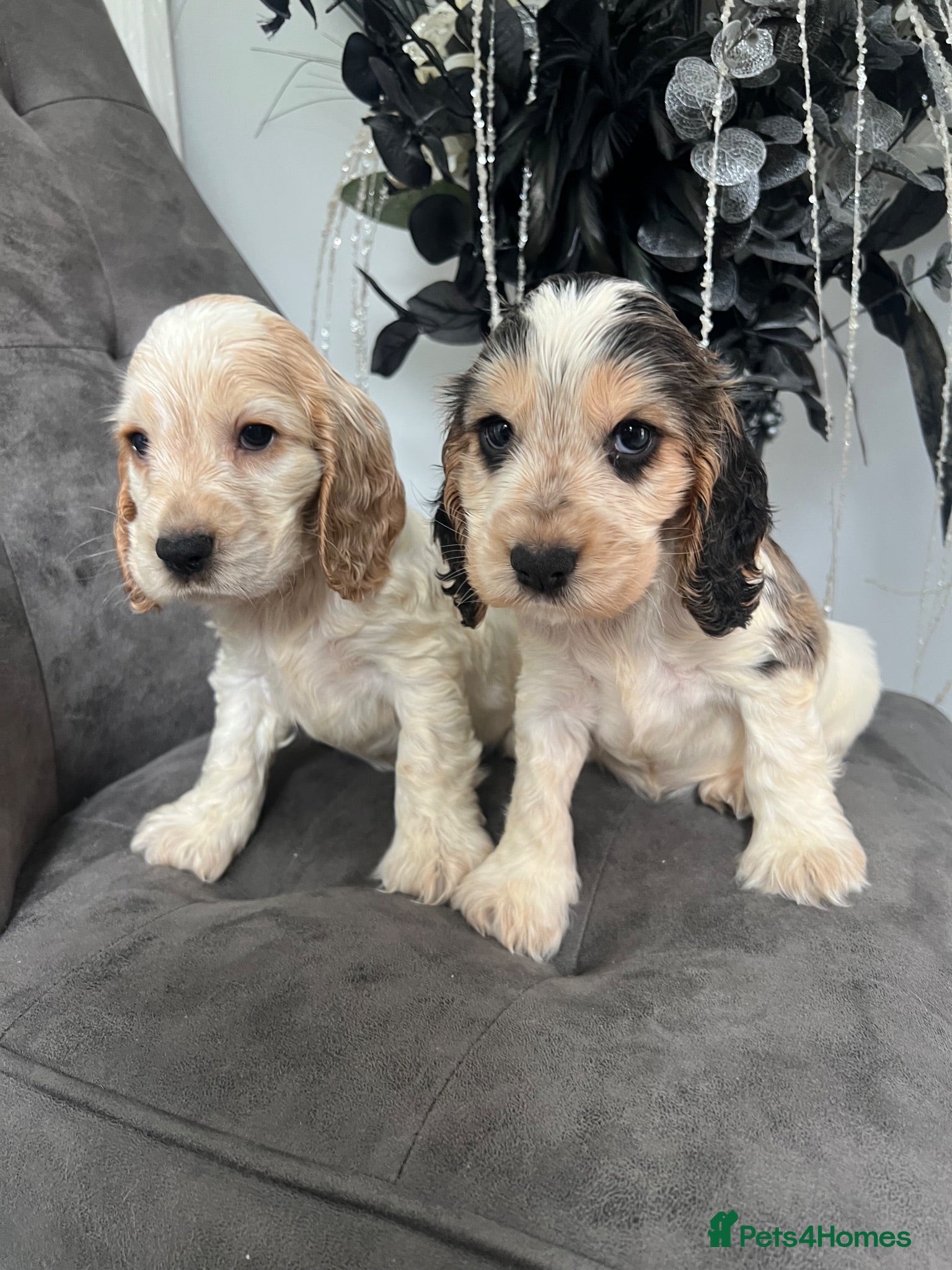 Cocker Spaniel dogs 🐶Show type KC reg vaccinated READY NOW  - Advert 1