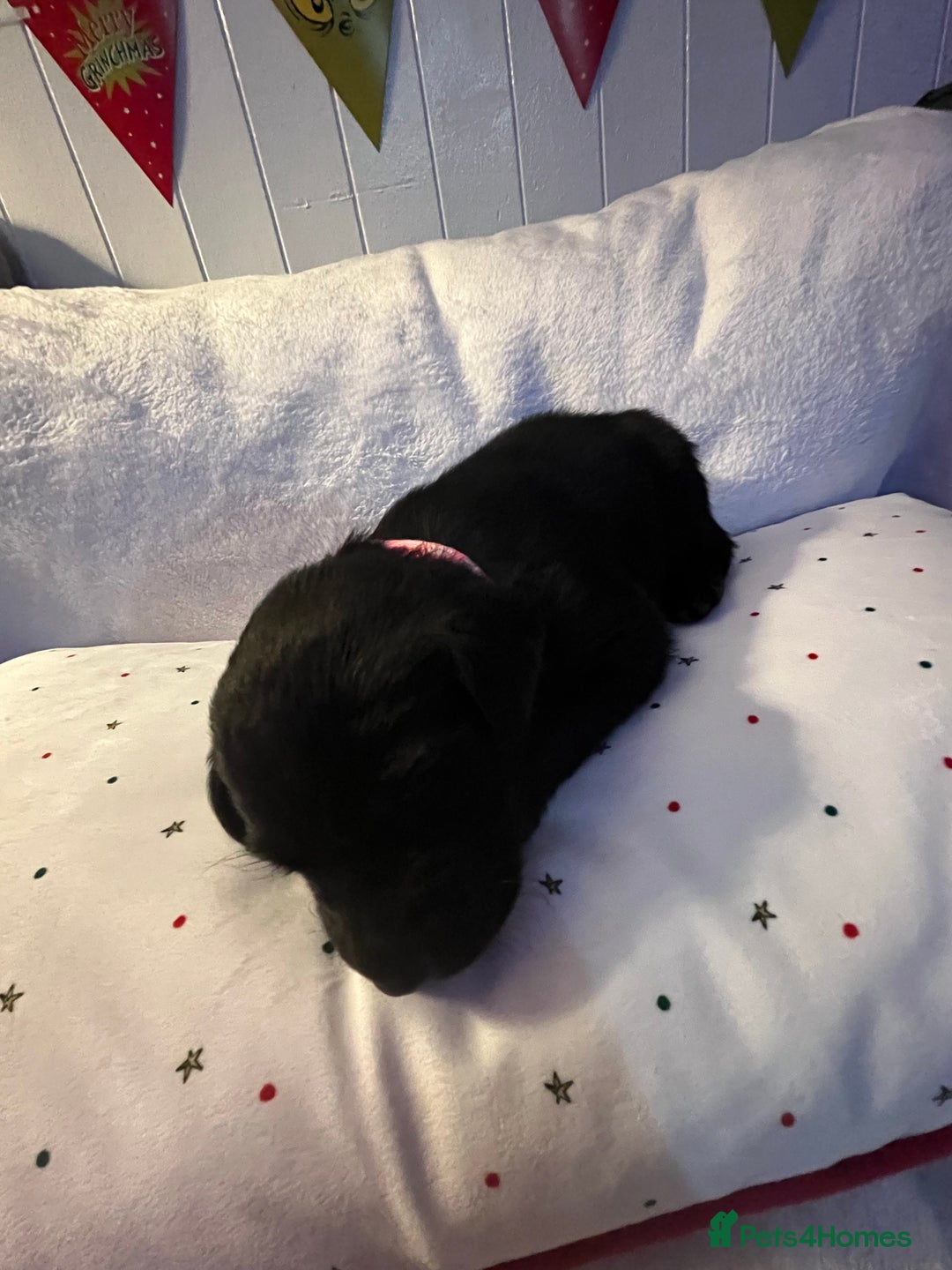 Labrador Retriever dogs for sale: 3 beautiful black Labrador retrievers - Advert 9