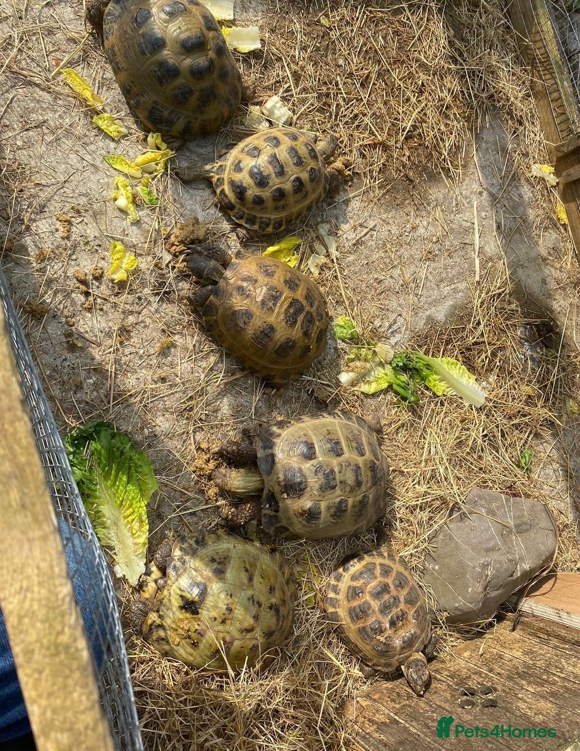 Tortoise reptiles Horsefield Tortoises  - Advert 1