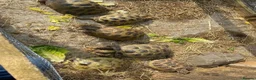 Tortoise reptiles for sale: Horsefield Tortoises  - Advert 1
