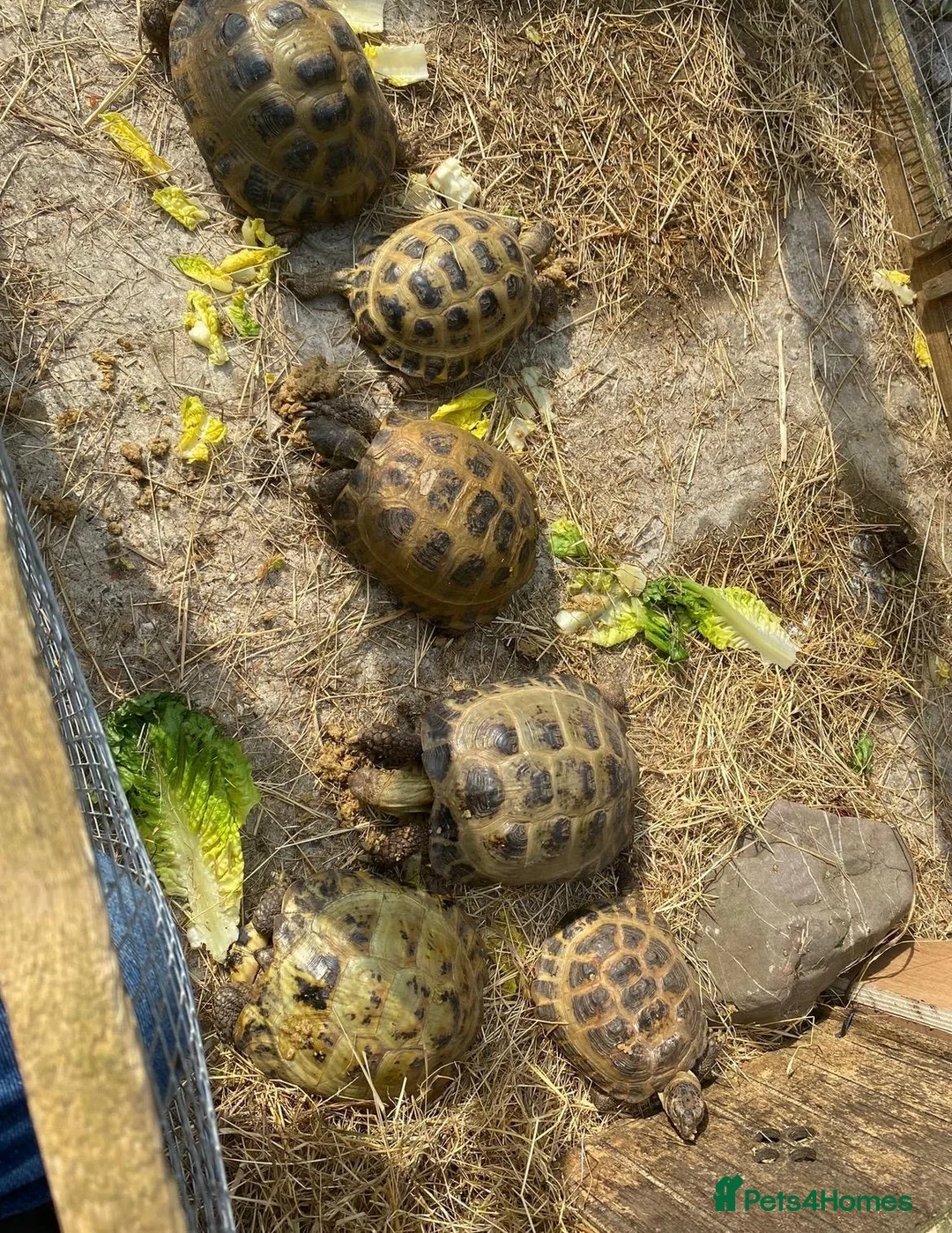 Tortoise reptiles for sale: Horsefield Tortoises  - Advert 1