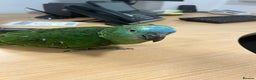 Parrots birds for sale: Hand Reared Baby Blue Fronted Amazons  - Advert 3