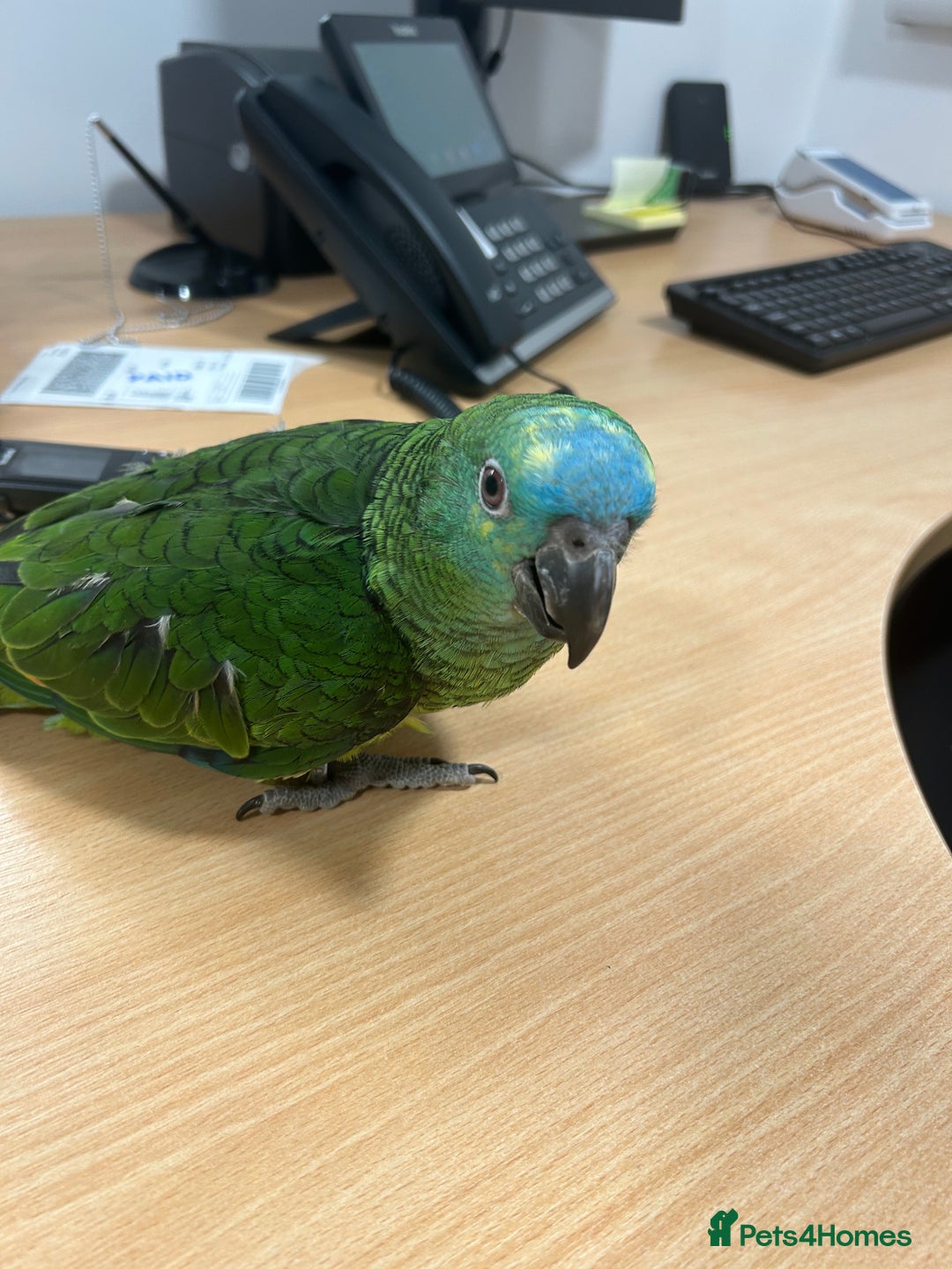 Parrots birds for sale: Hand Reared Baby Blue Fronted Amazons  - Advert 3