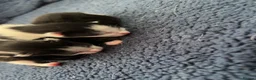 Mixed Breed cats for sale: 3 beautiful kittens  - Advert 4