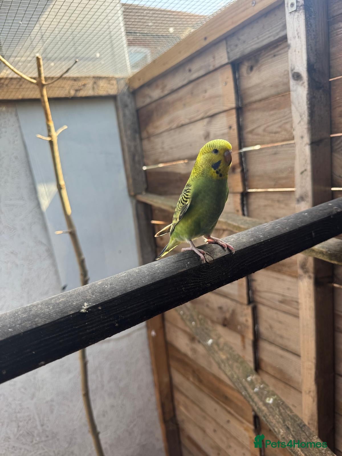 Budgerigars birds Budgies for sale £40 each collection mk404nn - Advert 19