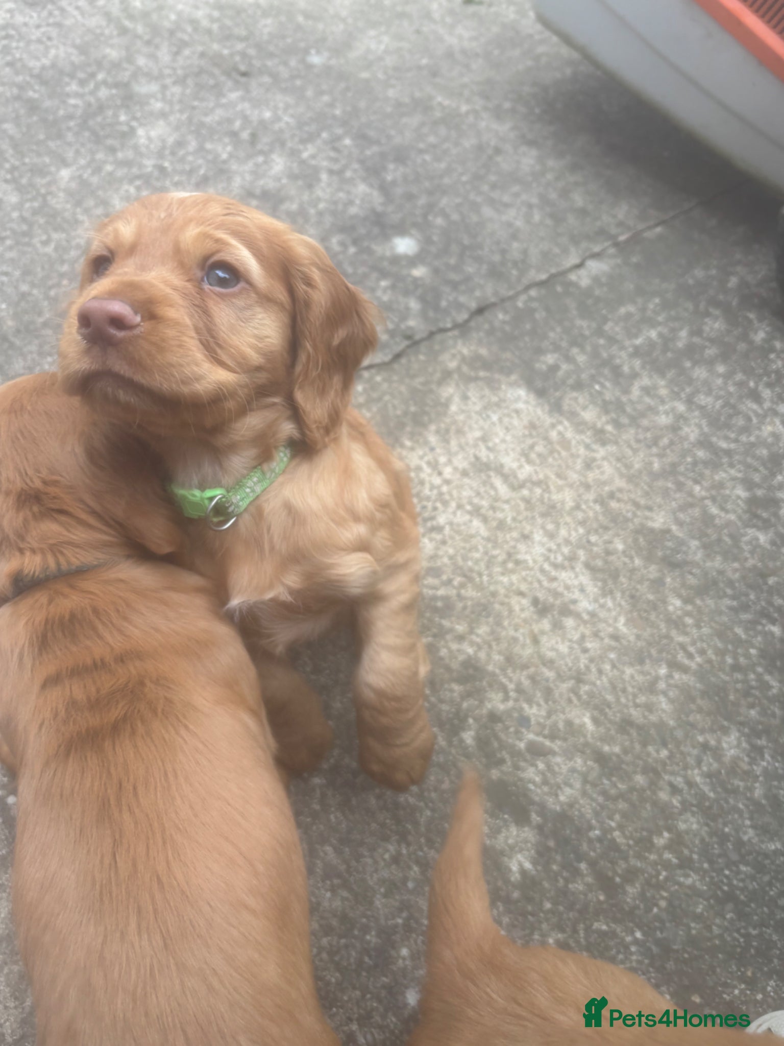 Cocker Spaniel dogs *READY NOW* KC Reg. Working Cocker Spaniels  - Advert 9