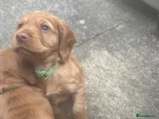 Cocker Spaniel dogs *READY NOW* KC Reg. Working Cocker Spaniels - Advert 12