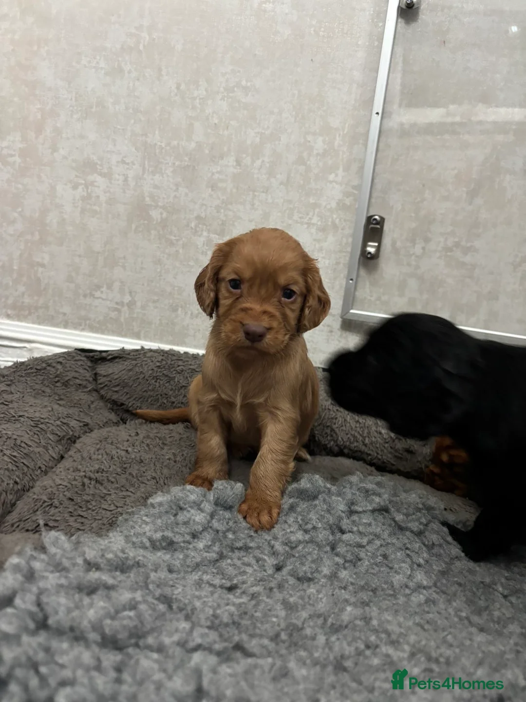 Cocker Spaniel dogs for sale: KC Registered Cocker Spaniel Puppies  - Advert 8