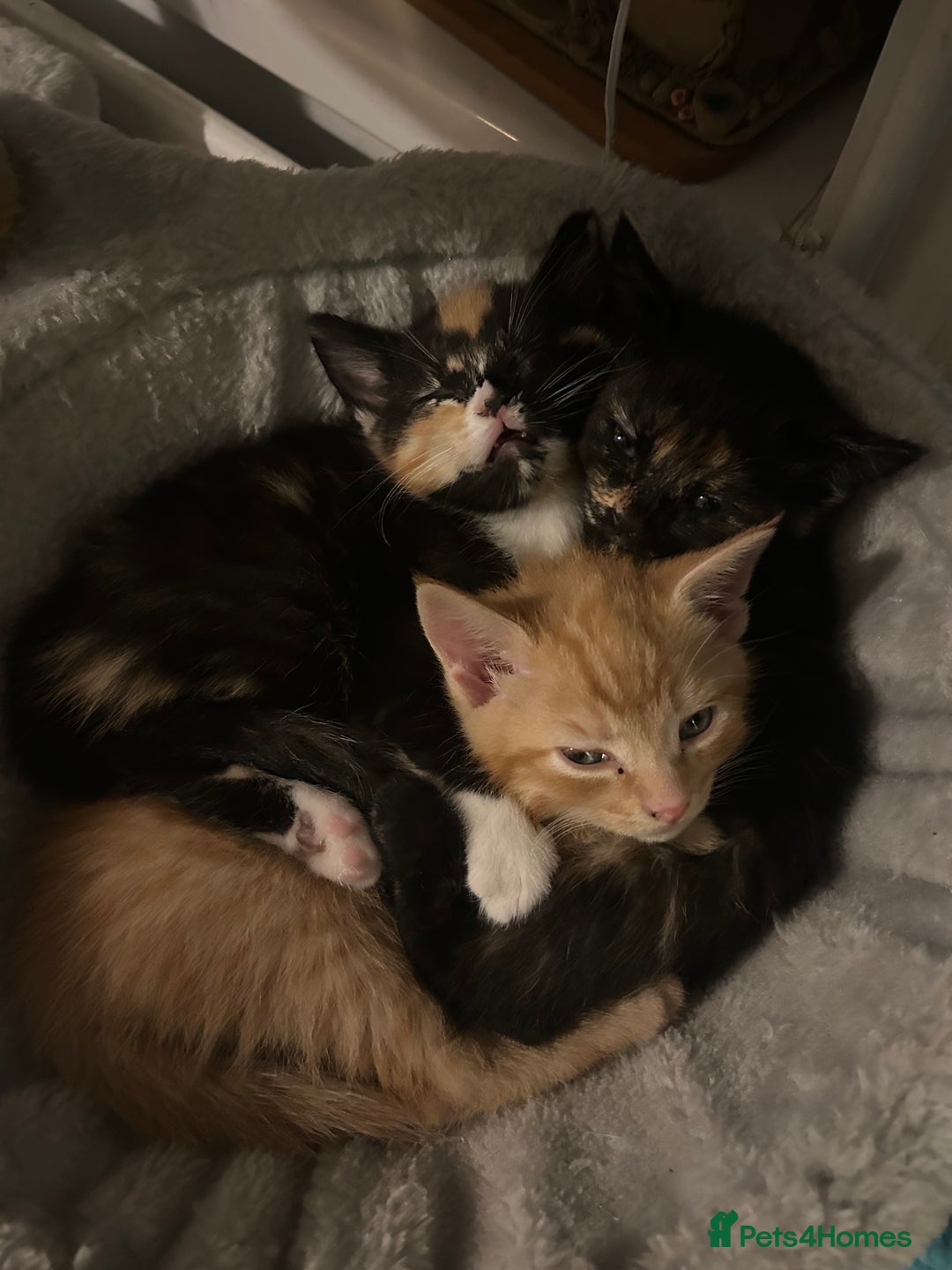 Mixed Breed cats for sale: Last little girl  - Advert 3