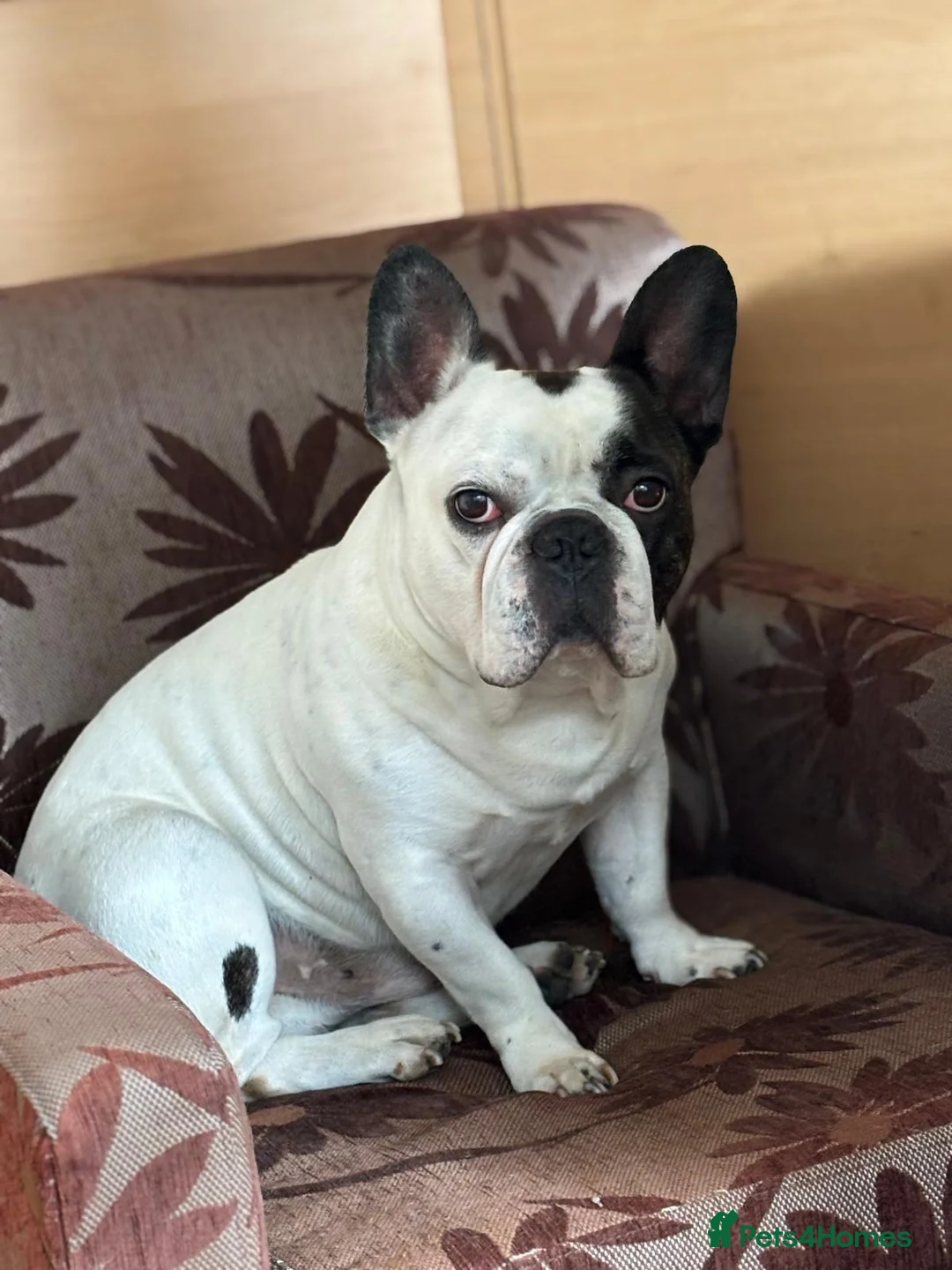 French Bulldog dogs for sale: French Bulldog Puppies - Advert 9