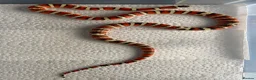 King Snake reptiles for sale: CB23 Arizona Mountain Kingsnake in Harlow - Advert 2