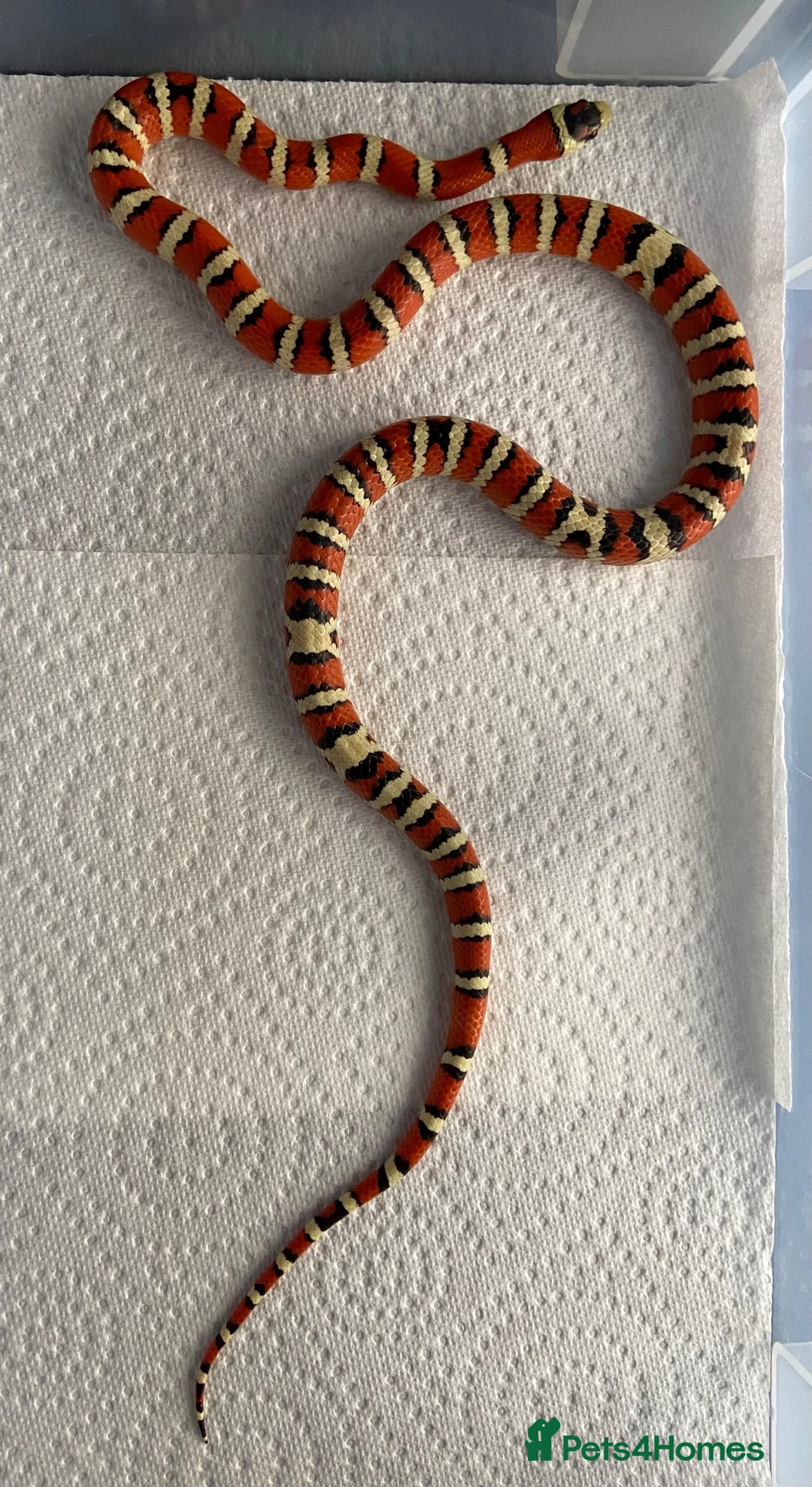 King Snake reptiles for sale: CB23 Arizona Mountain Kingsnake in Harlow - Advert 2