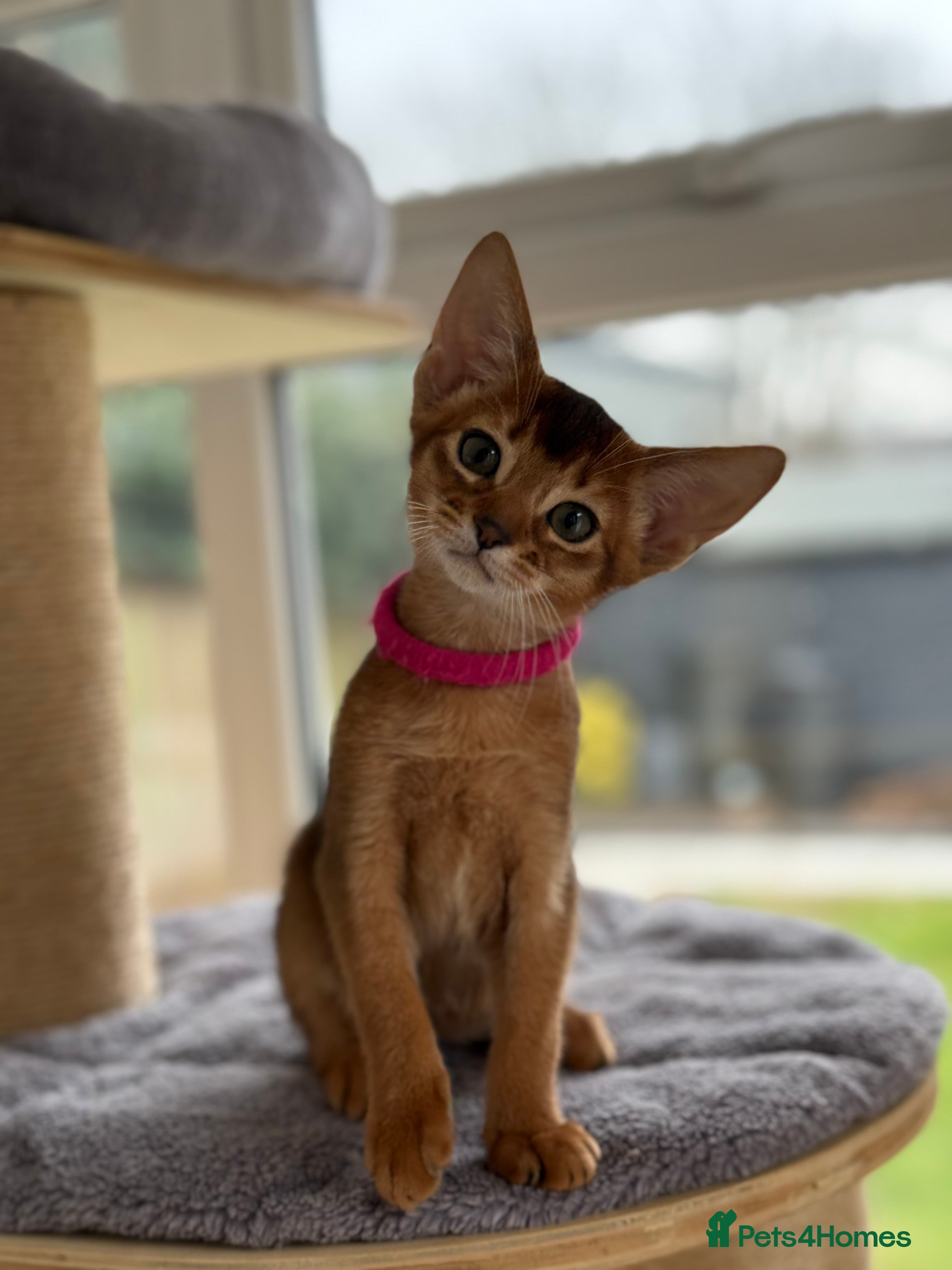 Abyssinian cats Champions parents kittens GCCF registered  - Advert 2