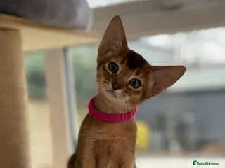 Abyssinian cats Champions parents kittens GCCF registered - Advert 2