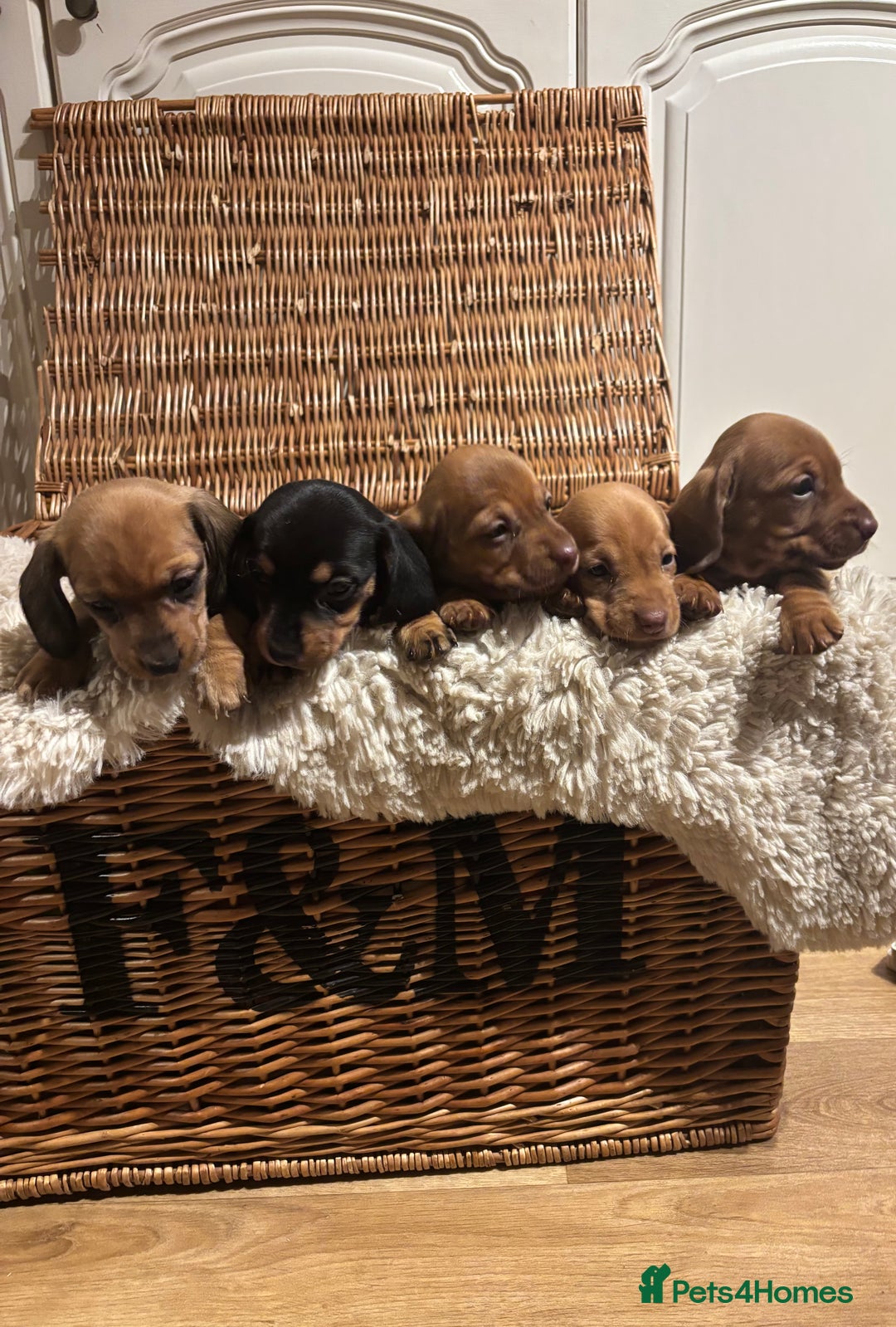 Miniature Dachshund dogs for sale: Litter of 5 Beautiful Dachshund Pups *2 LEFT - Image 1