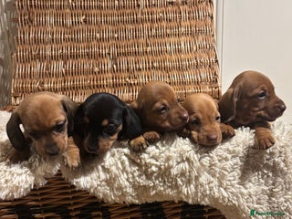 Miniature Dachshund dogs for sale - Advert 1