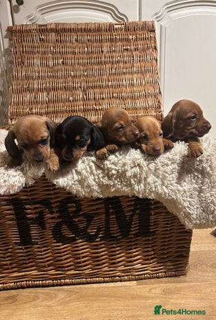 Miniature Dachshund dogs - Advert 1