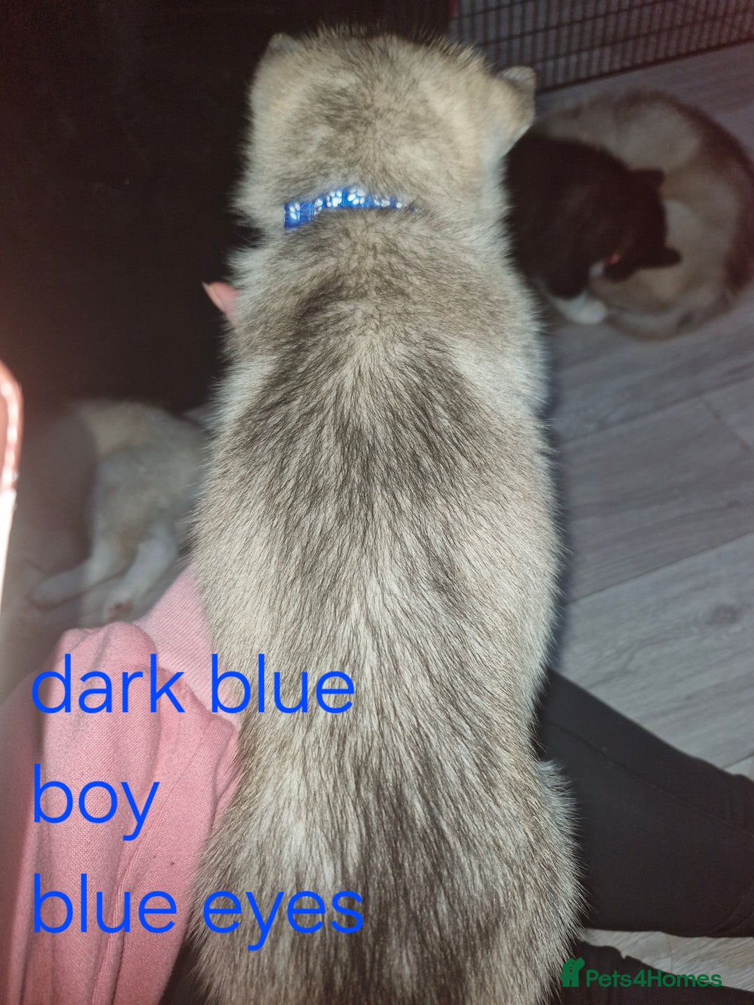 Siberian Husky dogs for sale: 8 husky pups - Advert 16