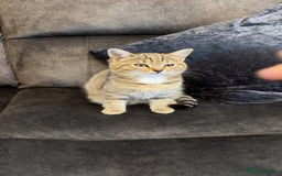 American Shorthair cats for sale: 3 Tabby kittens and 1 bombay kitten - Image 3