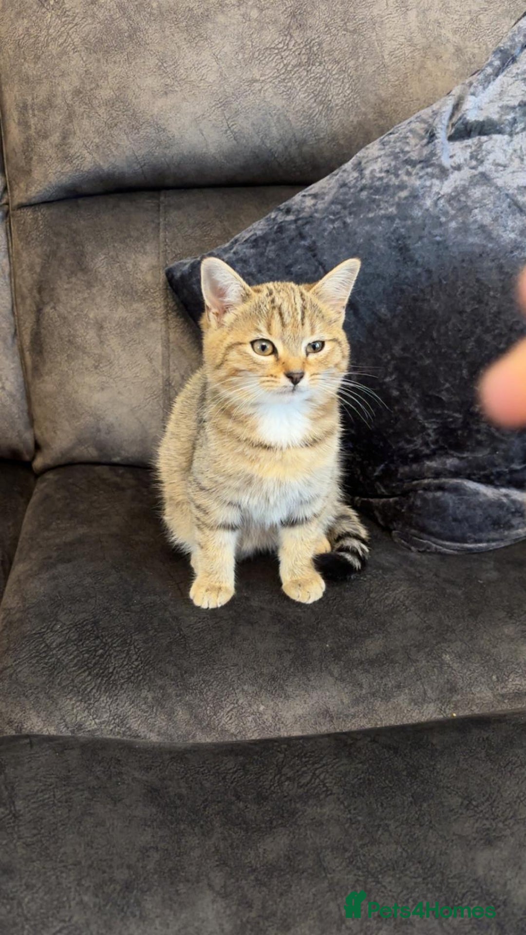 American Shorthair cats for sale: 3 Tabby kittens and 1 bombay kitten - Image 3