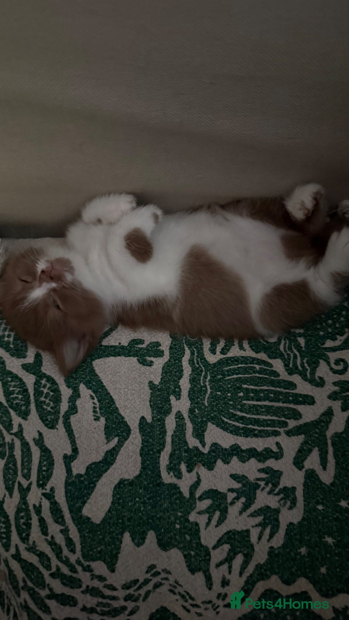 British Shorthair cats Cinnamon -white BSH  - Advert 2