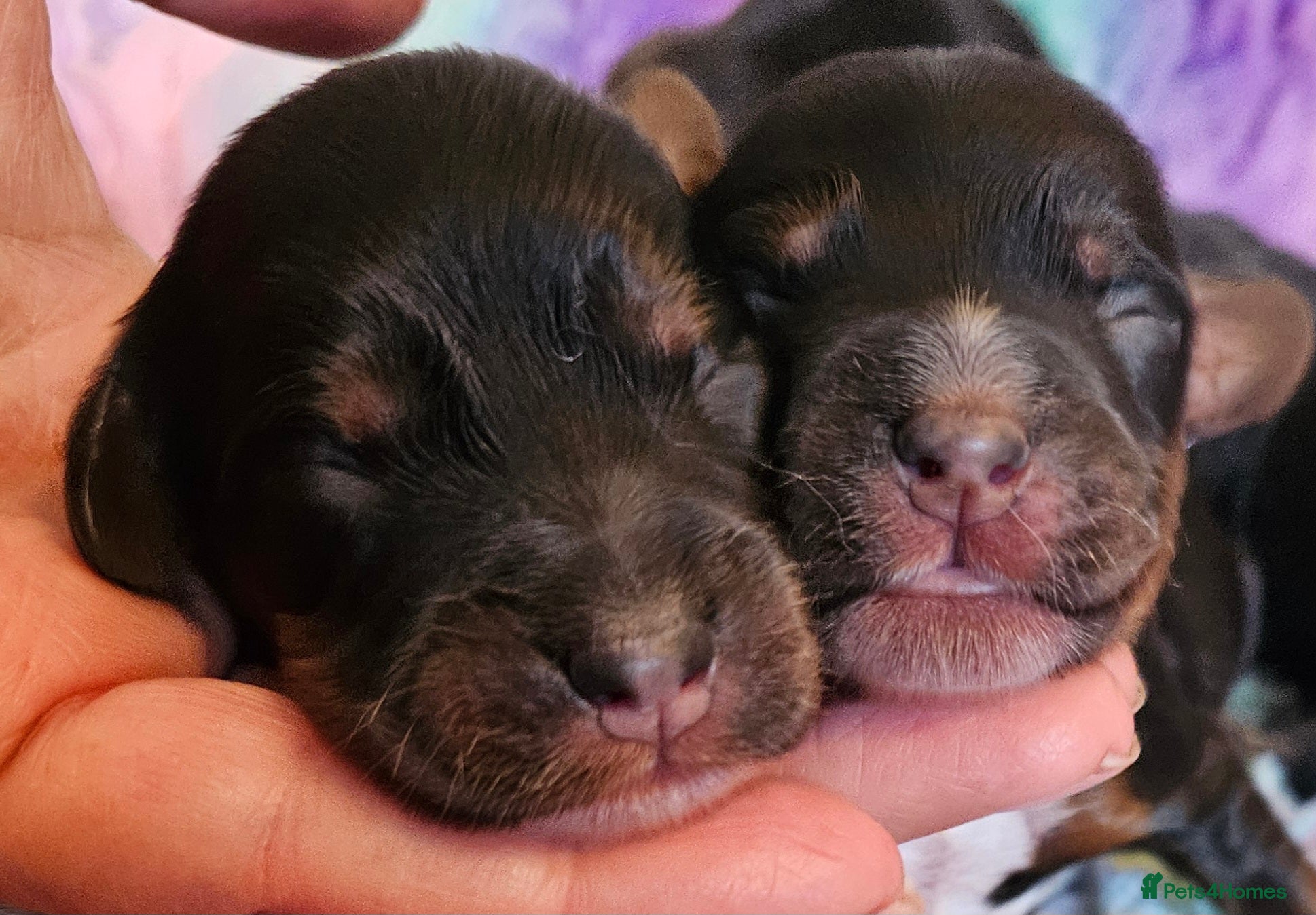 Cockapoo dogs Licensed breeder Show cockapoo litter! BOYS ONLY  - Advert 19