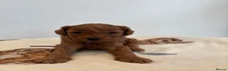 Cavapoo dogs for sale: Cavapoo Puppies for sale - Advert 12
