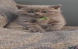 British Shorthair cats for sale: GCCF Registered British Shorthair  - Image 7