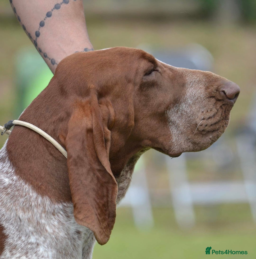 Bracco Italiano dogs for sale: Puppies due end of Jan!!   - Advert 22