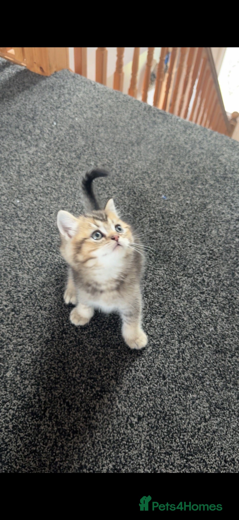 British Shorthair cats Two golden brown boys & 1 white girl available  - Advert 3