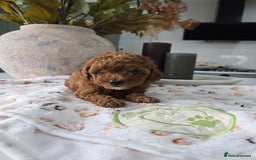 Toy Poodle dogs for sale: Kc reg deep red toy poodle council licensed  - Image 5