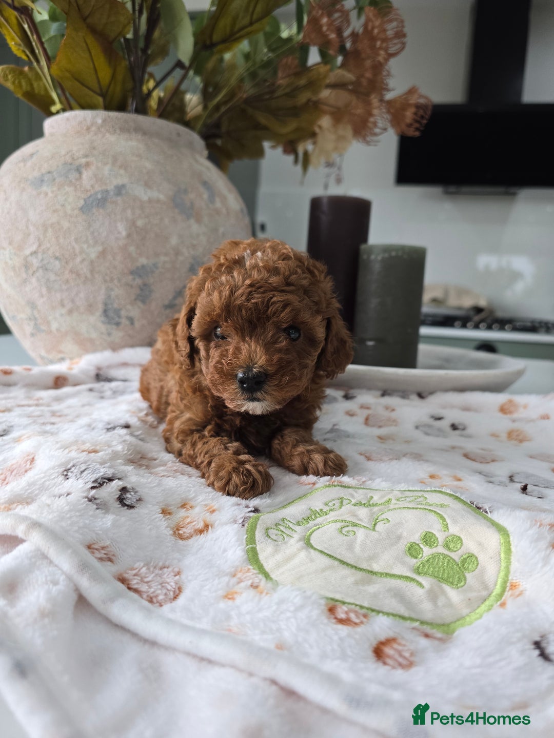 Toy Poodle dogs for sale: Kc reg deep red toy poodle council licensed  - Image 5