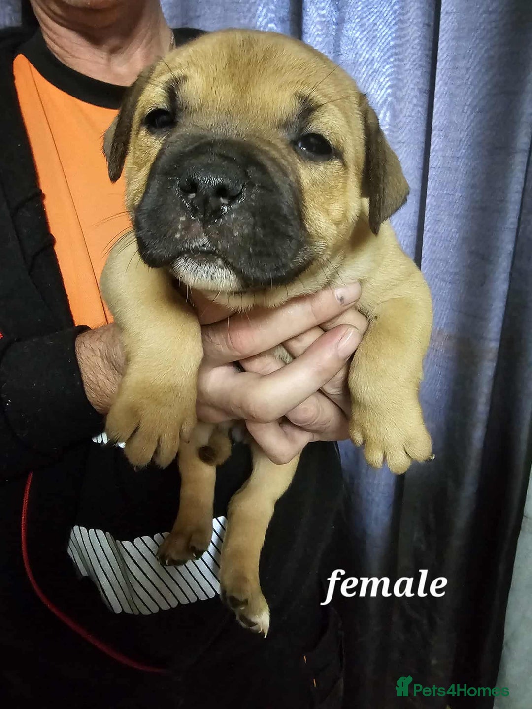 Mixed Breed dogs for sale: American bulldog x Staffordshire terrier puppies  - Image 6