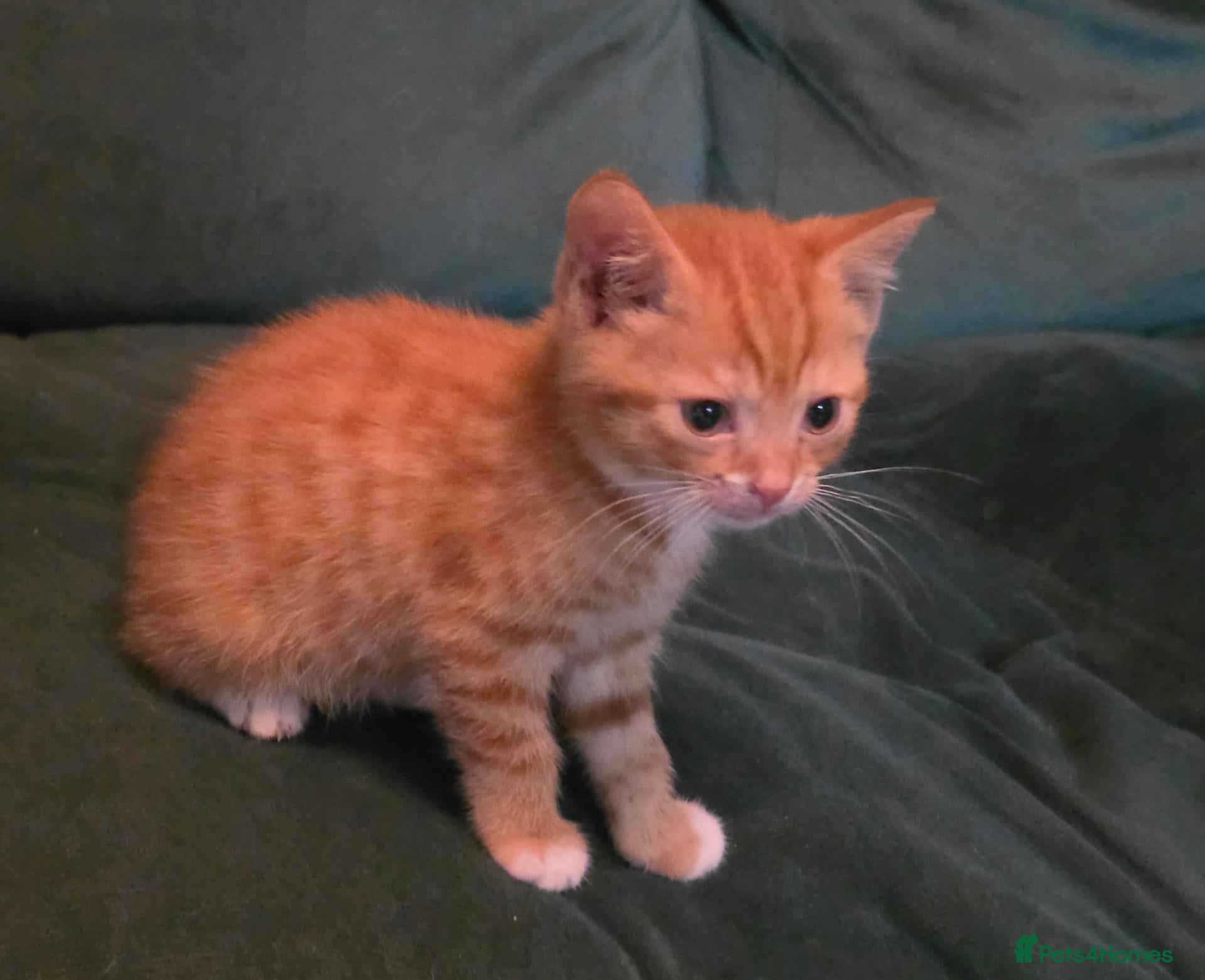Mixed Breed cats Beautiful kittens - only one boy left - Advert 2