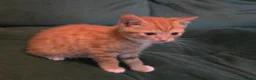 Mixed Breed cats for sale: Beautiful kittens - Advert 4