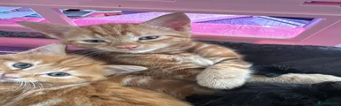 Mixed Breed Kitten 1