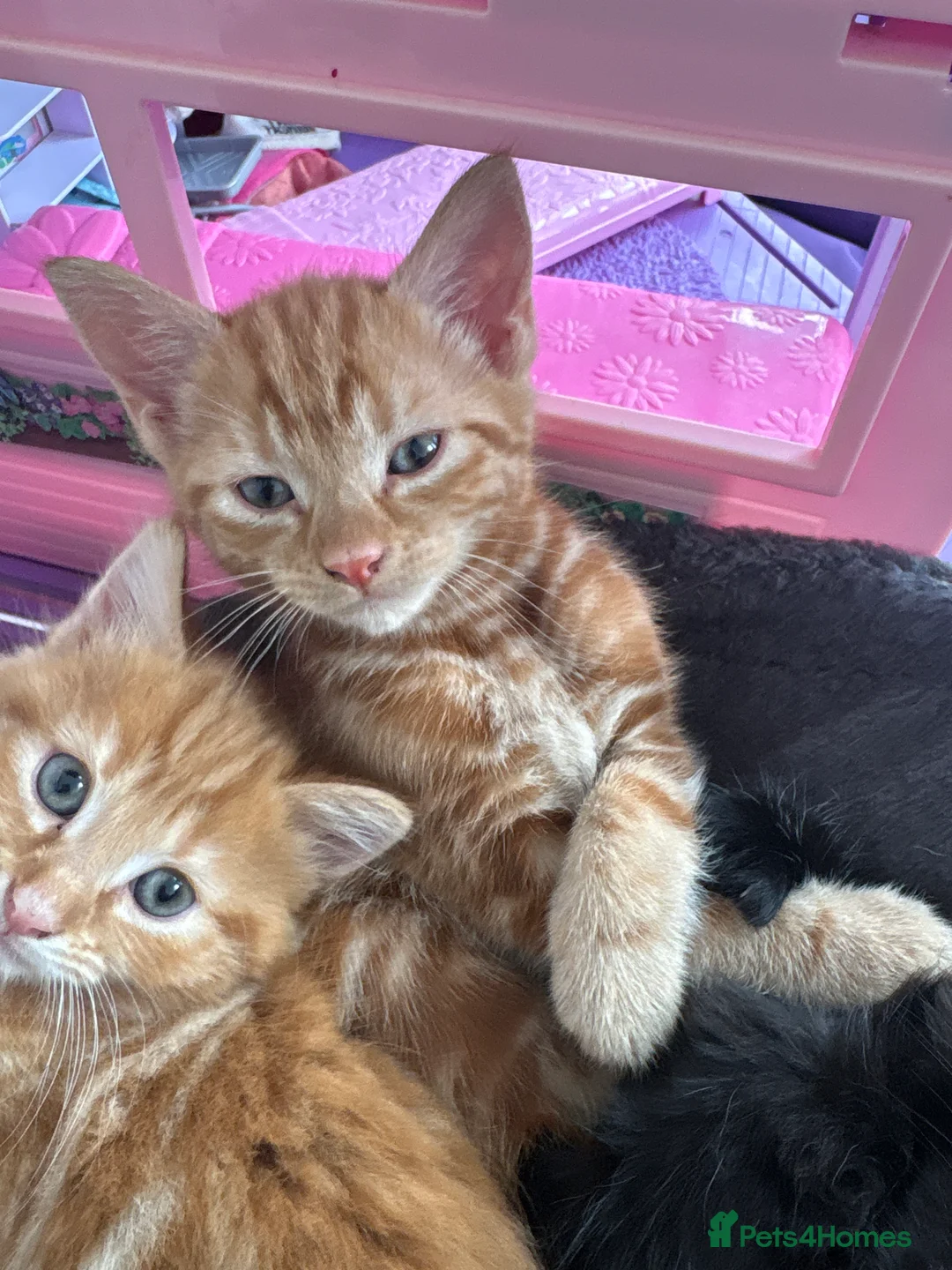 Mixed Breed cats for sale: 4 beautiful kittens for sale mixed breed - Advert 12